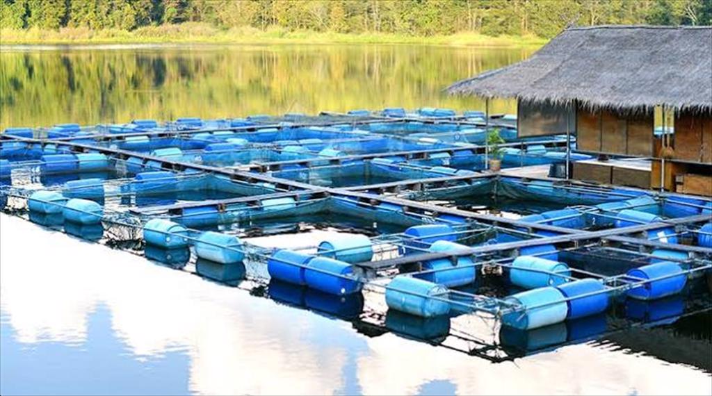 Chuyên gia Tương lai nuôi trồng thủy sản châu Phi phụ thuộc vào giới trẻ, dữ liệu và hợp tác