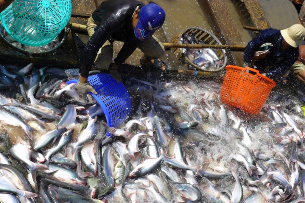Vietnam’s Pangasius Exports to Brazil Slow in H1 2026