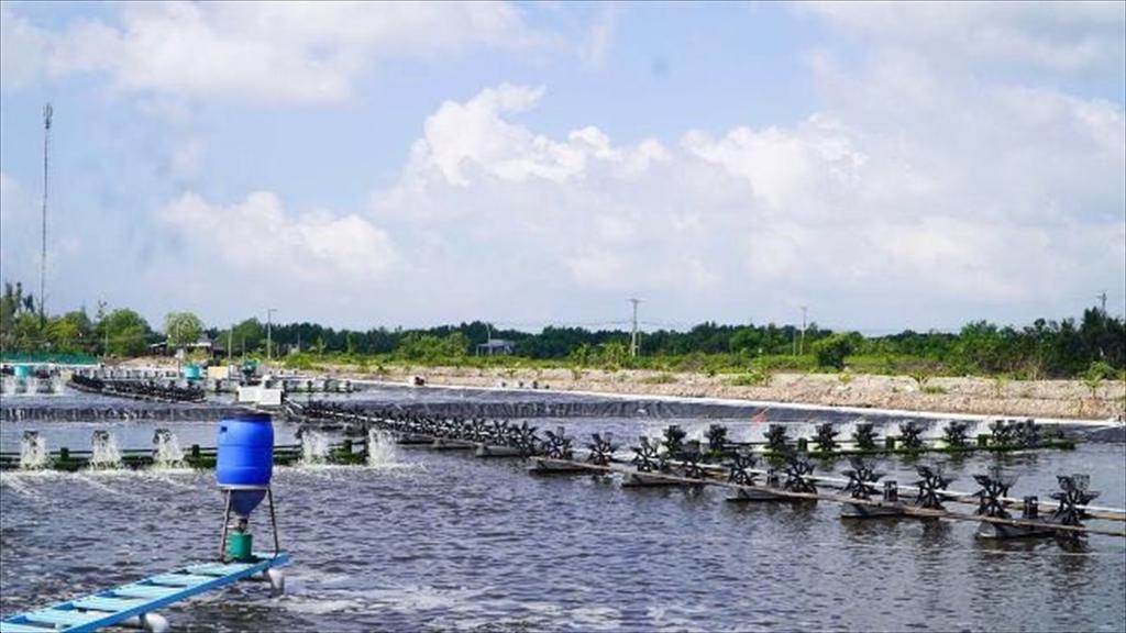 Cà Mau đẩy nhanh nhân rộng mô hình nuôi tôm RAS-IMTA