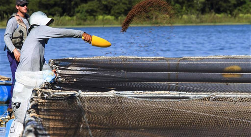 Brazil cân nhắc hạn chế nuôi cá lồng để giảm tác động môi trường