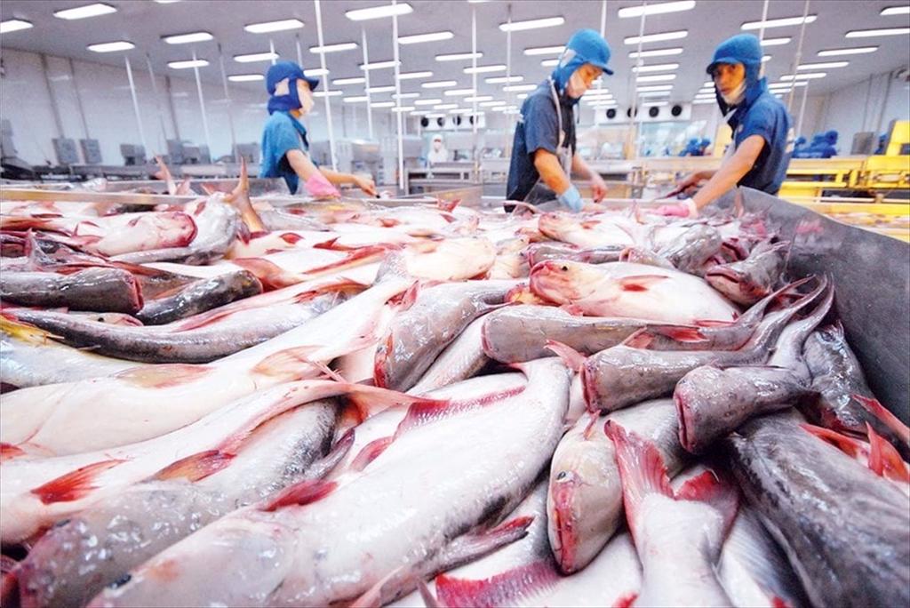 Xuất khẩu cá tra 7 tháng đầu năm 2026 giữ được đà tăng nhưng áp lực từ Mỹ gia tăng