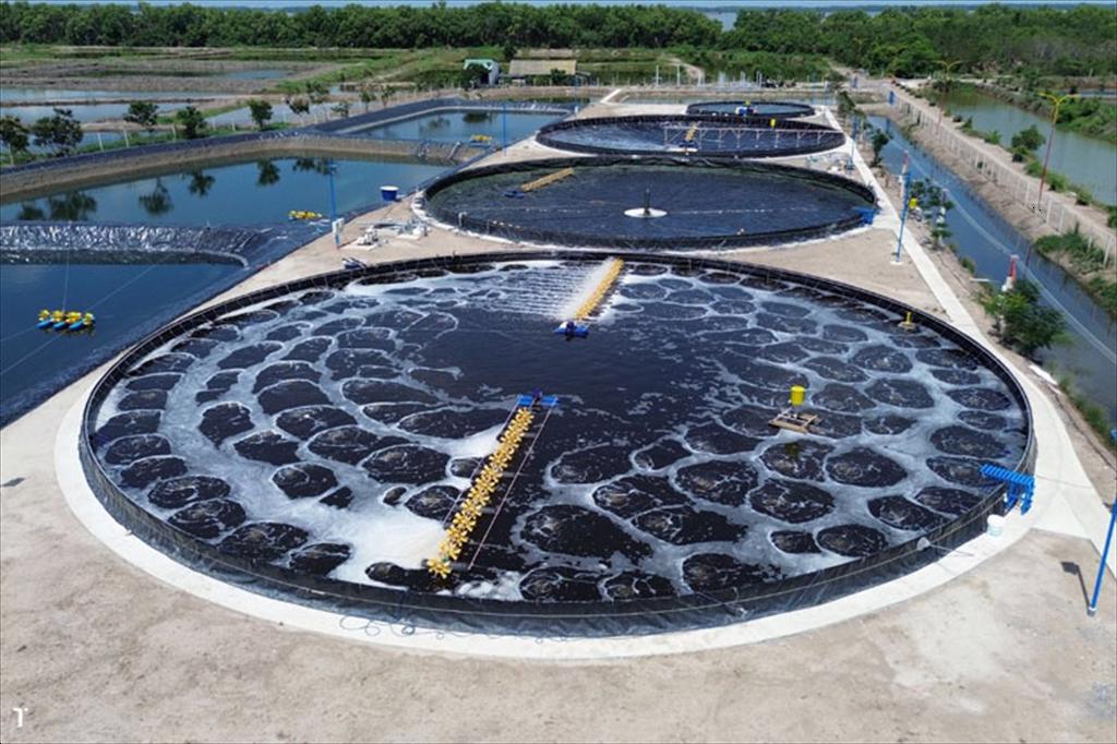 Quảng Ninh phát triển nuôi tôm công nghệ cao, hướng tới “xanh hóa”