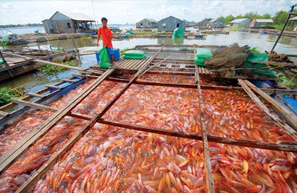 Cá điêu hồng trên hồ Định Bình mở hướng phát triển kinh tế
