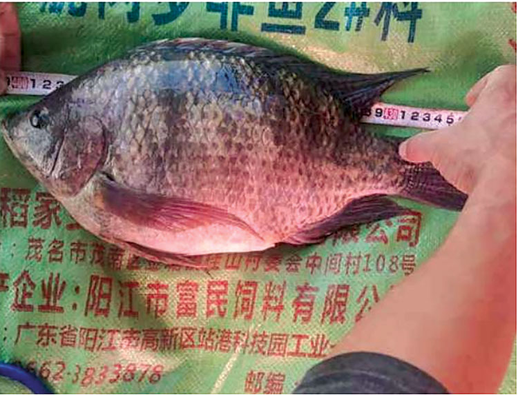 Maoming tăng xuất khẩu cá rô phi, củng cố vị thế “thủ phủ cá rô phi” Trung Quốc