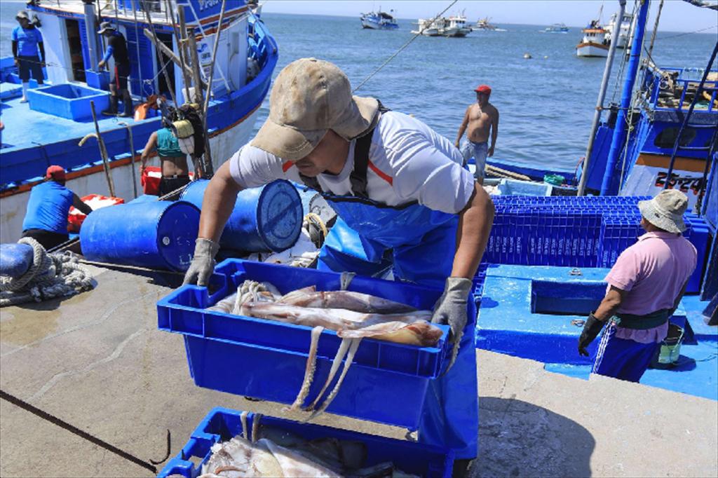 Peru, Ecuador và Chile bàn giải pháp quản lý bền vững mực Humboldt