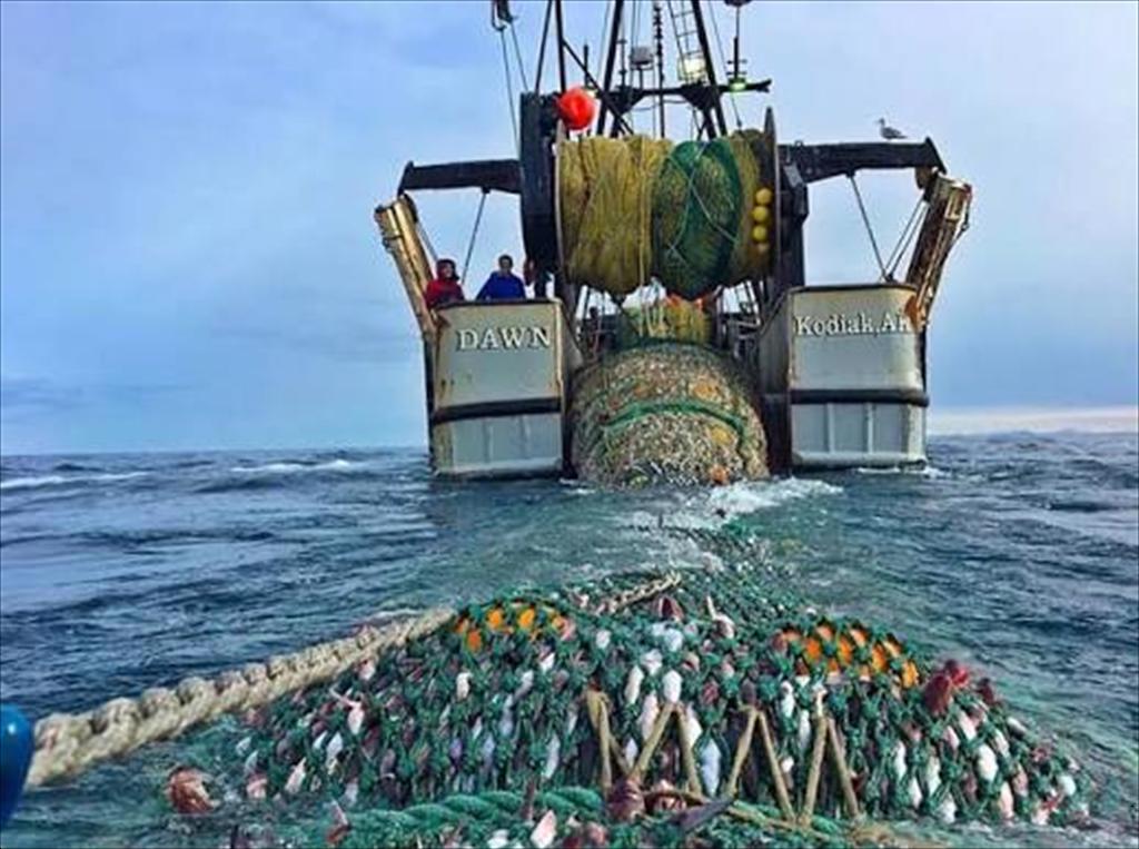 Cá minh thái Alaska Câu chuyện lớn hơn vấn đề khai thác ngoài ý muốn