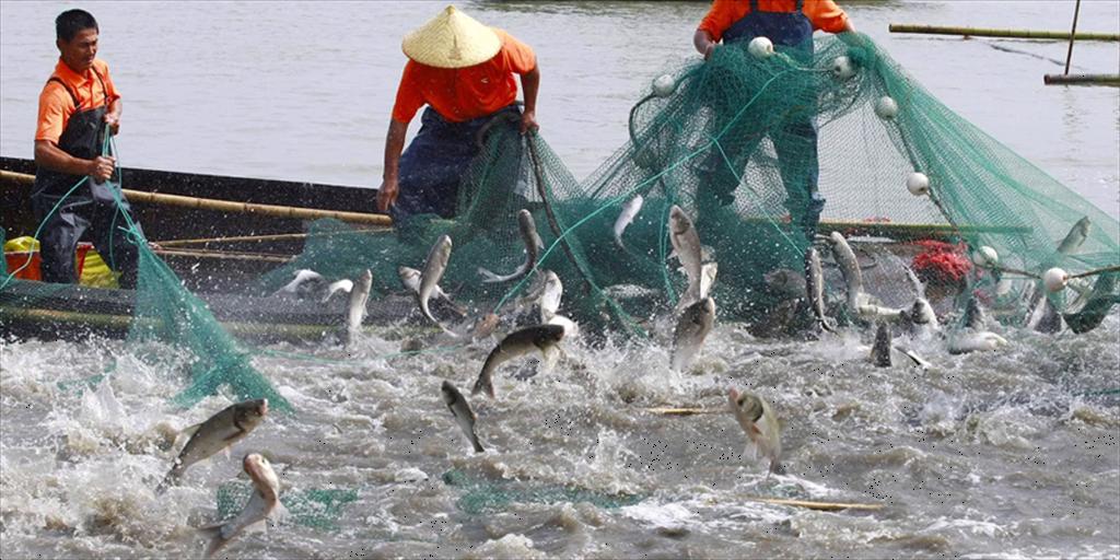 Malaysia đẩy mạnh nuôi cá rô phi bằng công nghệ biofloc