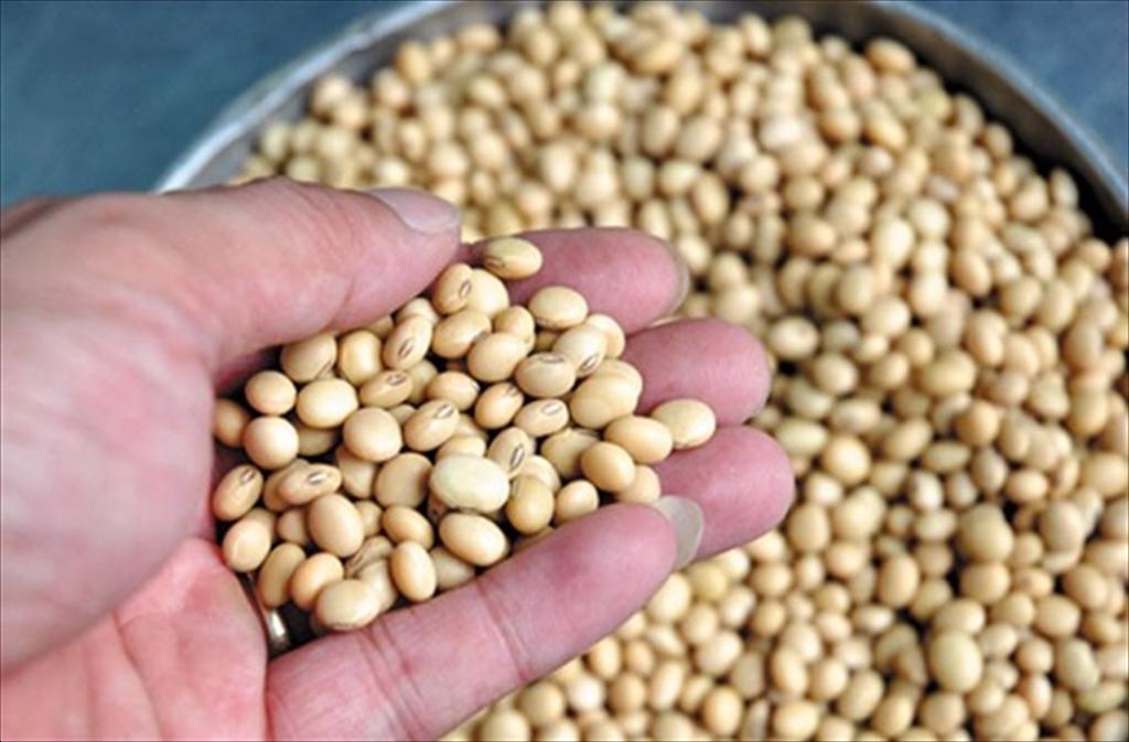 USDA nhận định nguồn cung đậu tương Mỹ chịu sức ép từ Nam Mỹ