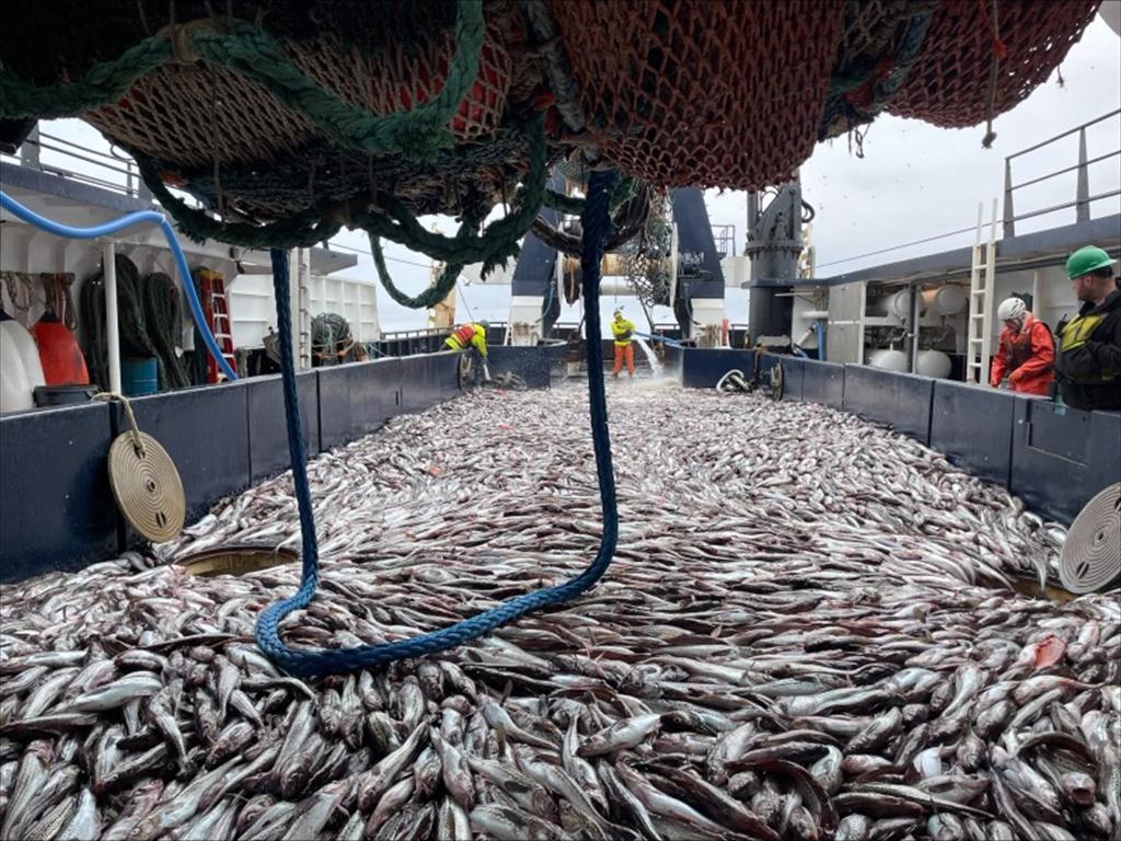 Giá nguyên liệu cá minh thái Alaska lên mức cao nhất 20 năm