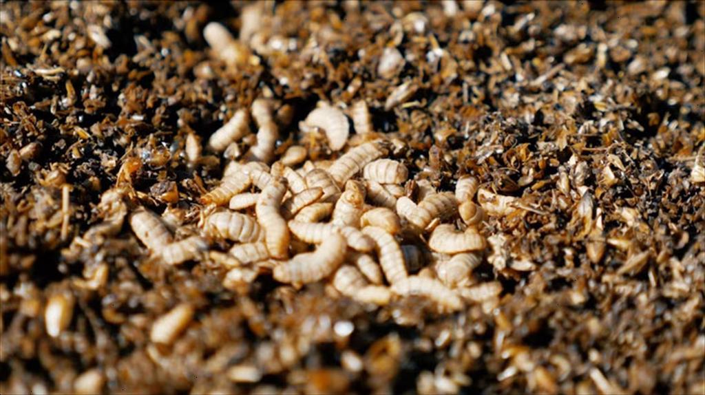 Ấu trùng ruồi lính đen có thể biến rong sargassum thành nguyên liệu thức ăn thủy sản