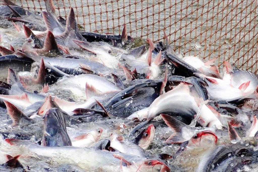 Từ sức ép POR21 đến cơ hội cho cá tra Việt Nam mở rộng sang thị trường tiềm năng