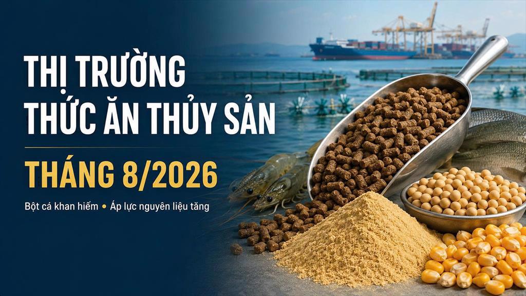 Thị trường thức ăn và nguyên liệu thức ăn thủy sản tháng 82026 Bột cá khan hiếm, cuộc đua chuyển sang tối ưu chi phí nuôi