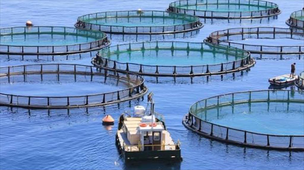 Aquaculture Europe kỷ niệm 50 năm, hướng tới ngành nuôi trồng thủy sản thích ứng với biến đổi khí hậu