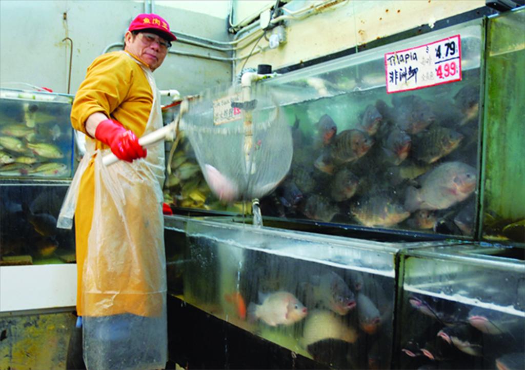 Ngành cá rô phi Trung Quốc đối mặt dư cung khi công suất chế biến tiếp tục tăng