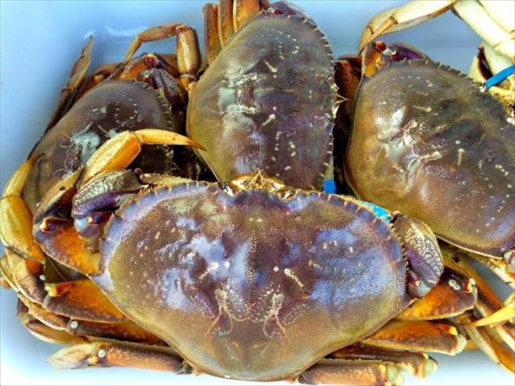 Oregon yêu cầu tàu khai thác cua Dungeness lắp thiết bị giám sát điện tử