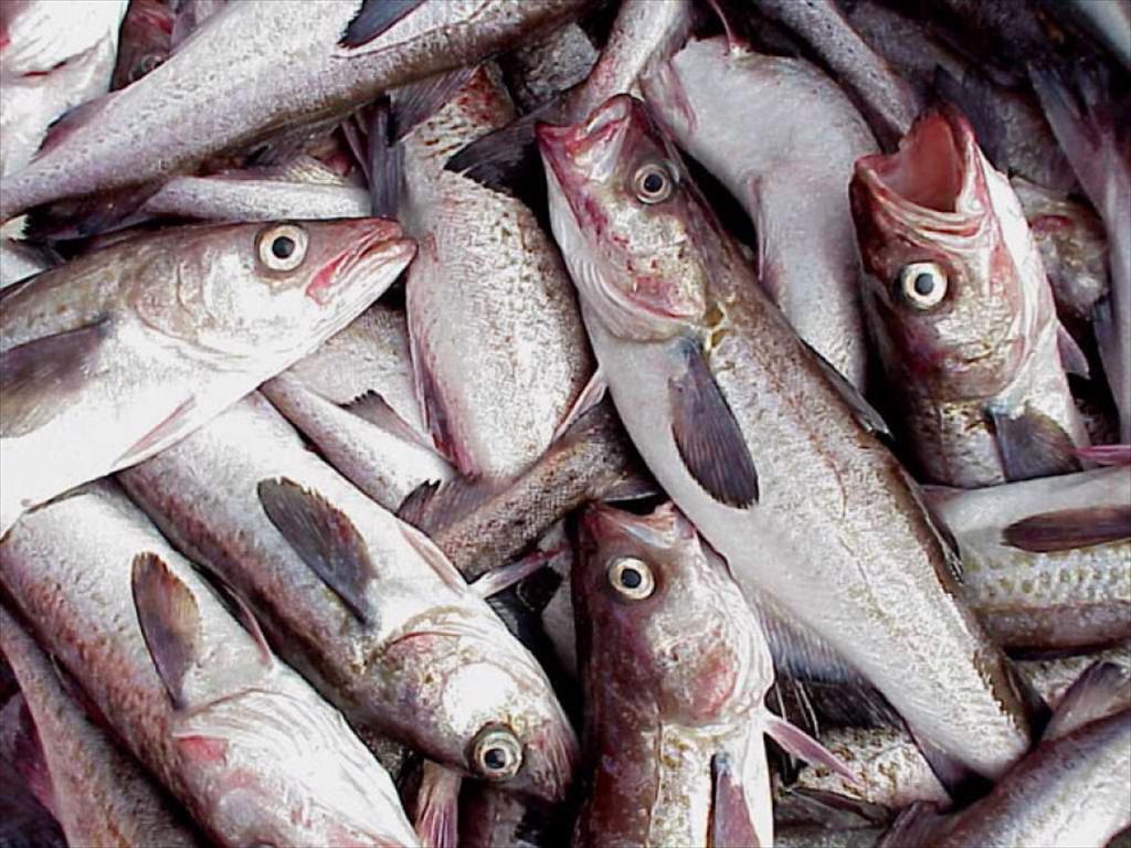 Xuất khẩu cá minh thái Trung Quốc sang EU tăng mạnh