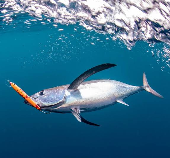 Nghề khai thác cá ngừ albacore ven biển Mỹ chật vật vì giá nhiên liệu cao