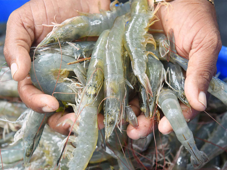 Trung Quốc cho phép 8 doanh nghiệp tôm Ecuador xuất khẩu trở lại