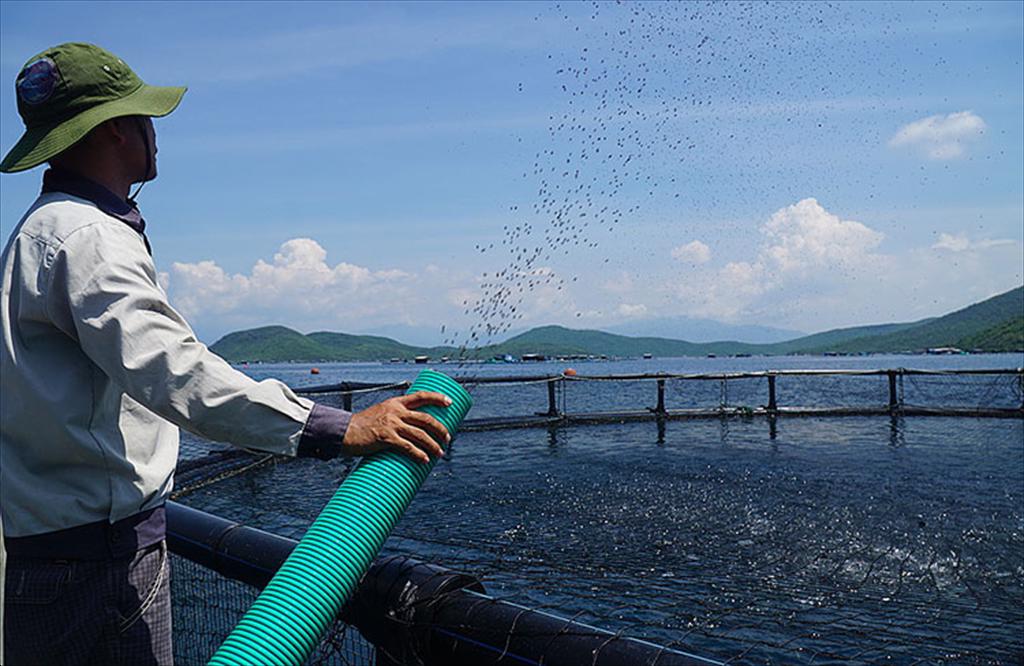 Khánh Hòa Thúc đẩy ứng dụng khoa học công nghệ, phát triển nuôi biển công nghiệp với cá chim vây vàng 