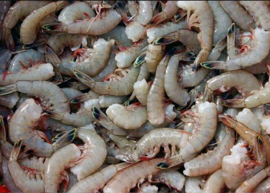 Mỹ tăng thuế chống bán phá giá đối với tôm Ấn Độ