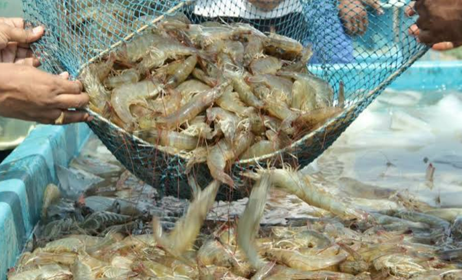 El niño mạnh lên “cơn sóng ngầm” mới của ngành tôm thế giới