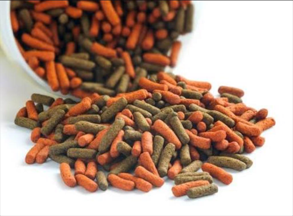 CEO mới của CFEED (Na Uy) tập trung ổn định sản xuất, mở rộng thị trường copepod
