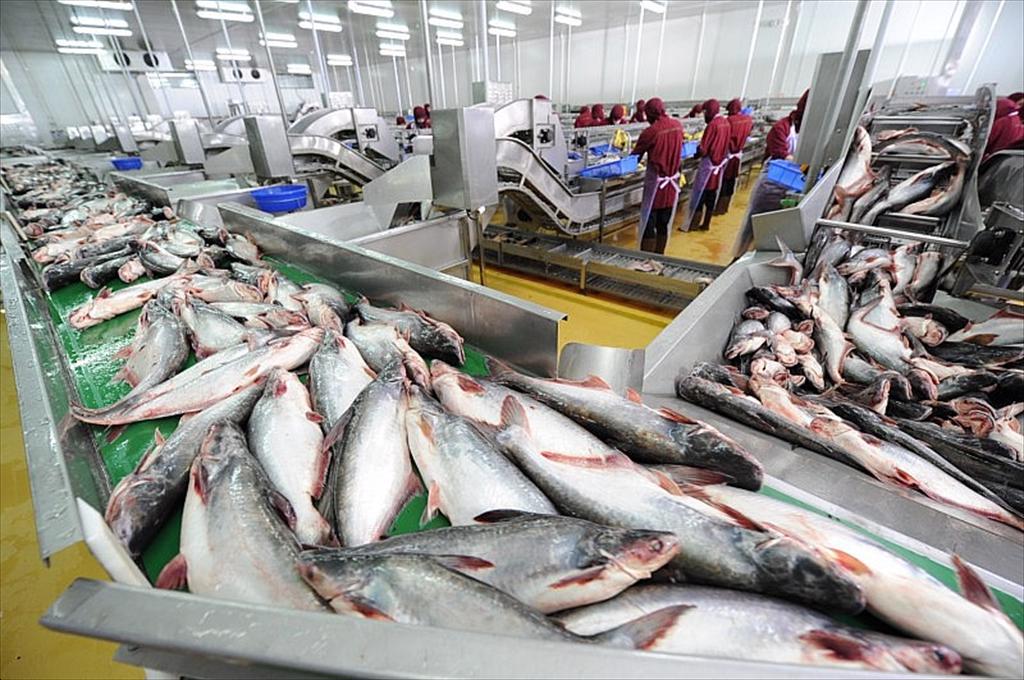 Xuất khẩu cá tra 8 tháng Duy trì đà tăng, Trung Quốc và Brazil tạo lực đẩy