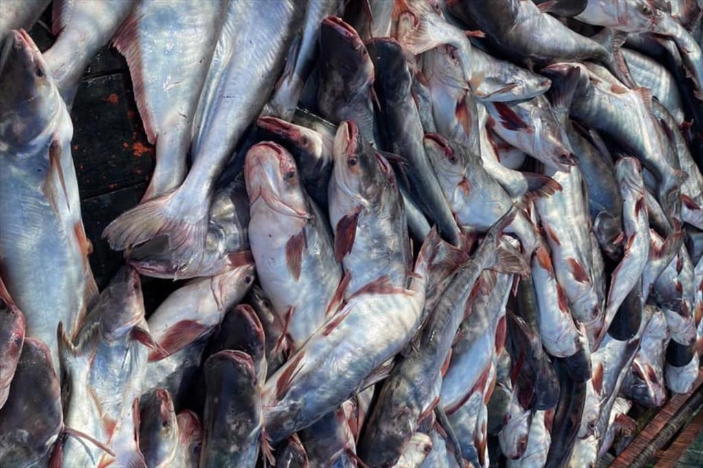 Chủ động phòng bệnh gan thận mủ trên cá tra