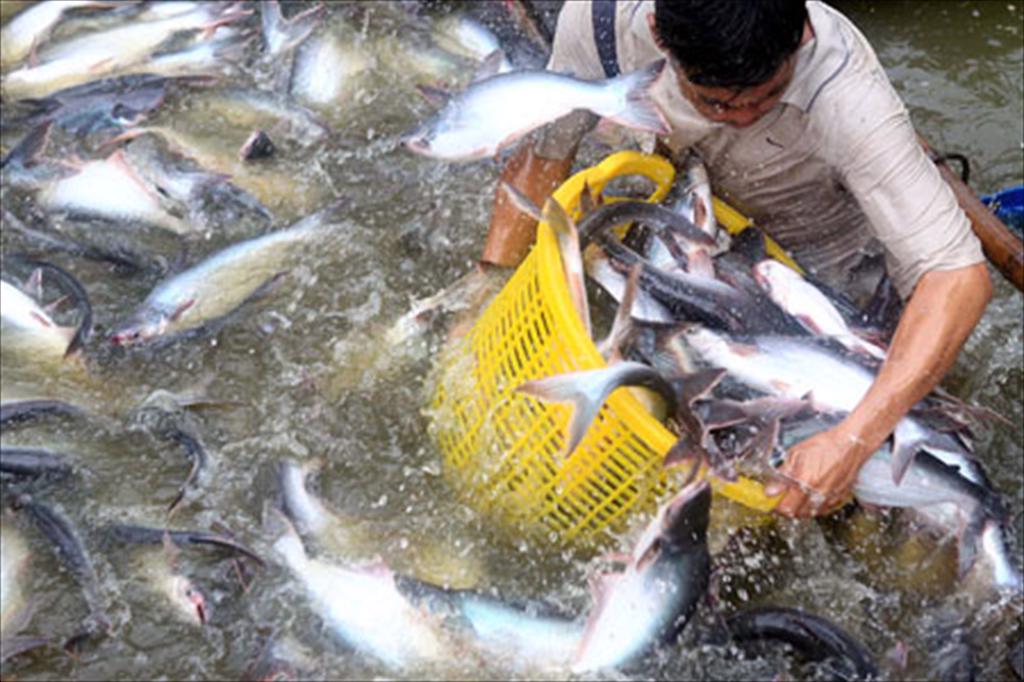 Công nghệ sinh học nâng chất lượng giống cá tra