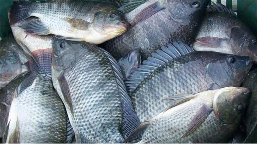 Brazil đề xuất hạn ngạch nhập khẩu cá rô phi phi lê hằng năm