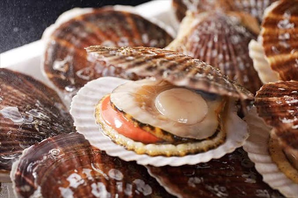 Sản lượng sò điệp Hokkaido có thể xuống mức thấp nhất trong 9 năm
