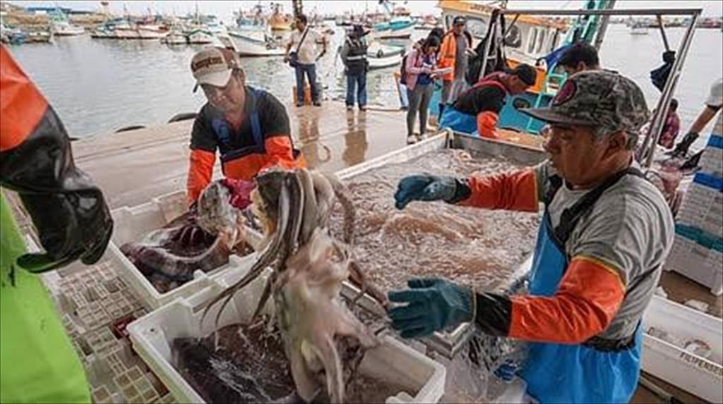 Chile, Ecuador và Peru thống nhất tăng phối hợp quản lý mực xà khổng lồ