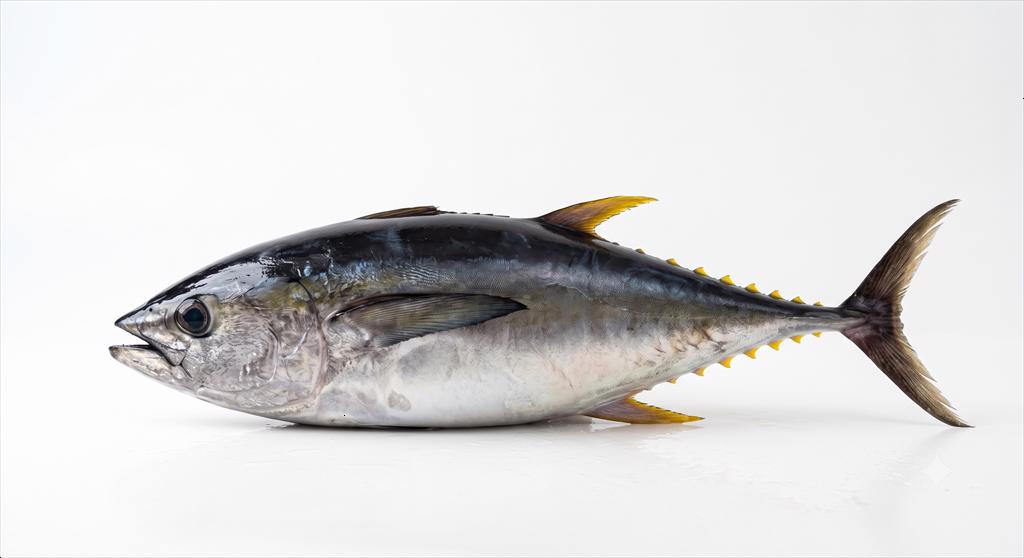Vietnam’s tuna exports return to growth but headwinds remain