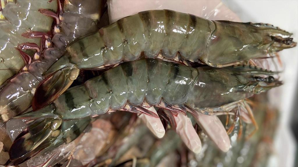 Vietnam’s shrimp exports maintain growth in first 8 months of 2026 as competition shifts toward efficiency and value