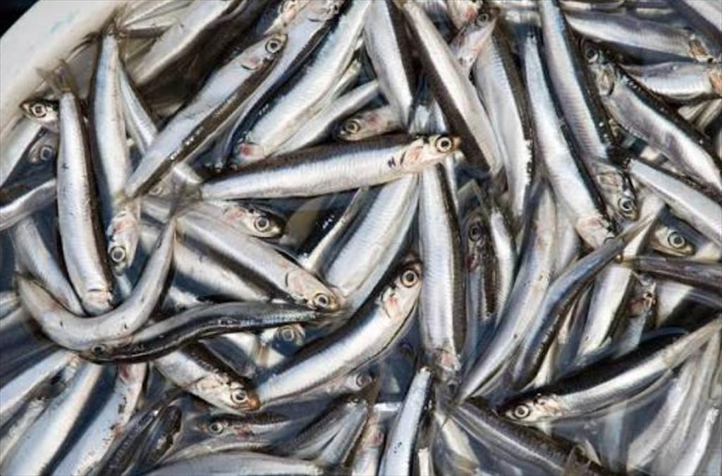Nhiệt độ đại dương tăng đe dọa nguồn Omega-3 trong chuỗi thức ăn biển