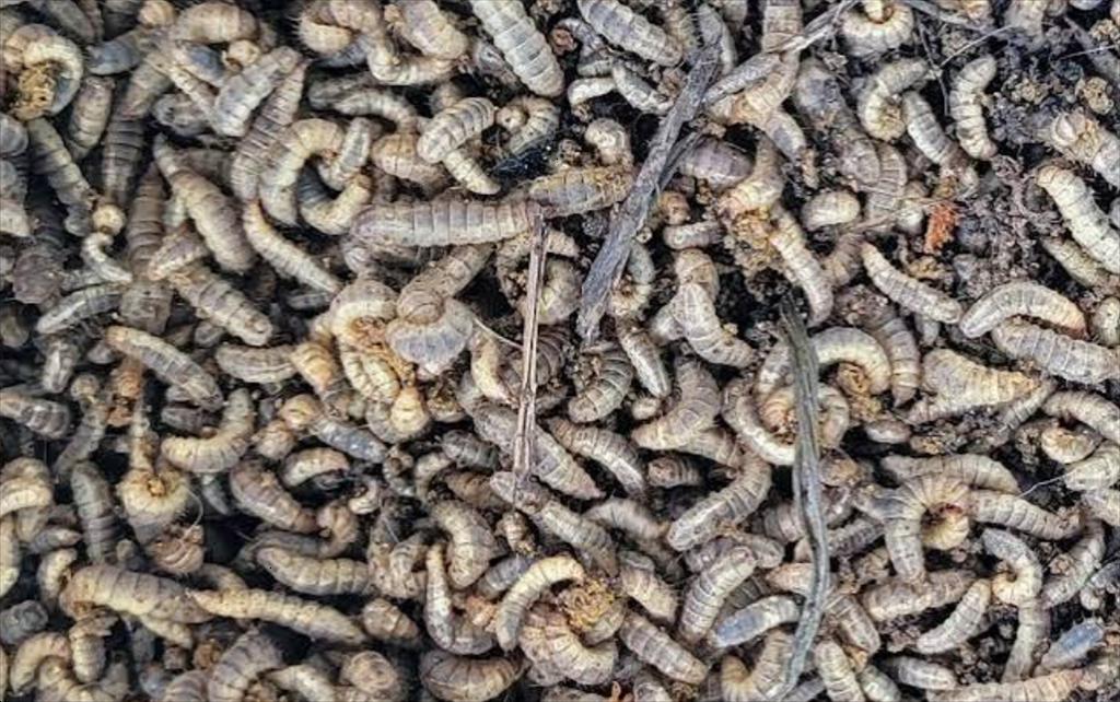 Entosystem tối ưu sản xuất thức ăn côn trùng, giảm phát thải carbon