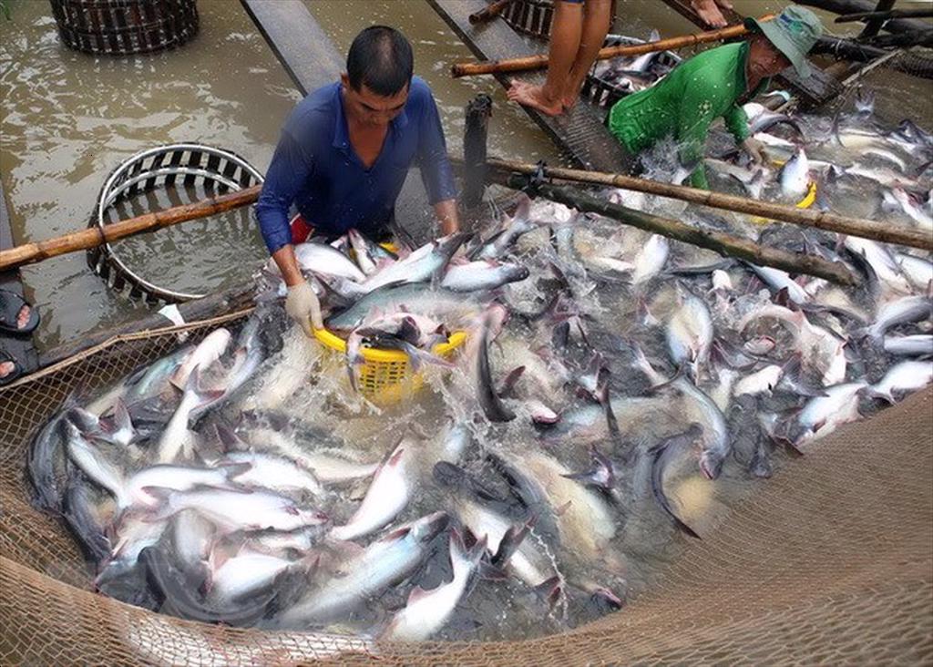Xạ khuẩn bản địa cho thấy triển vọng trong nuôi cá tra thâm canh