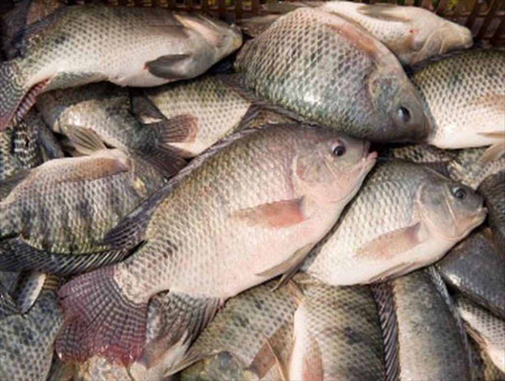 Sản lượng cá rô phi Brazil tăng 148% trong 10 năm