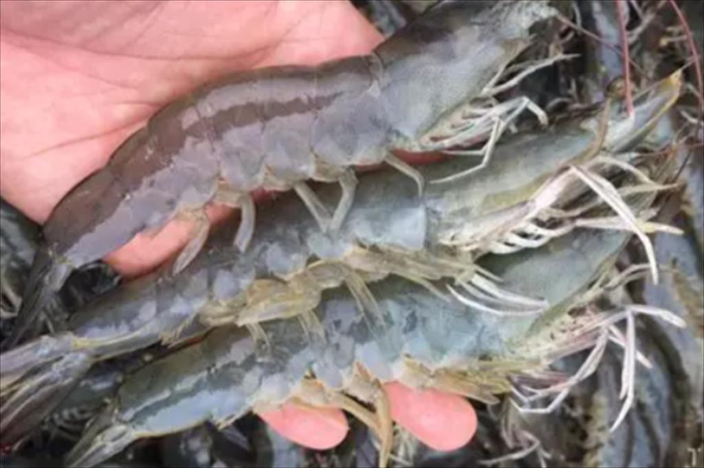 Circular economy an opportunity to raise value and enhance the competitiveness of Vietnam’s shrimp industry