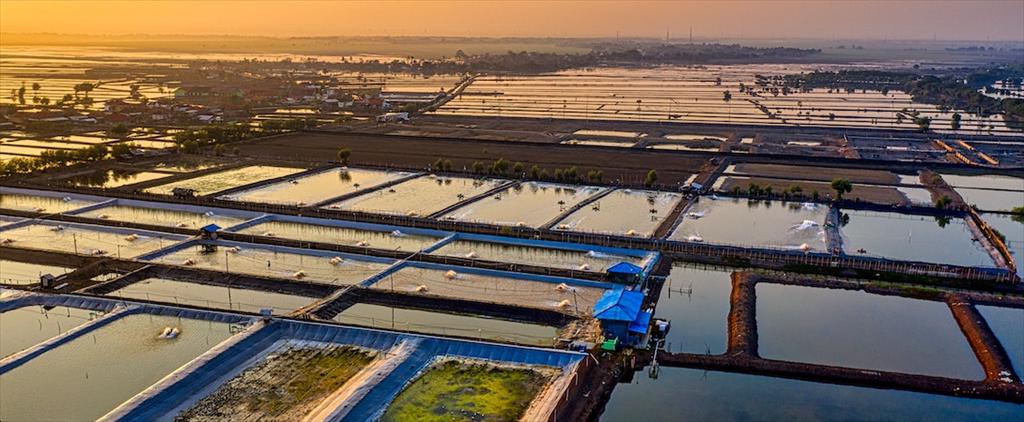 Ấn Độ đẩy mạnh chế biến, gia tăng giá trị thủy sản nuôi