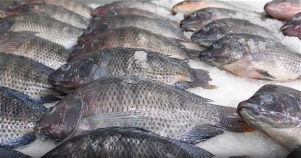 Trung Quốc đối mặt nguồn cung cá rô phi nguyên liệu thắt chặt