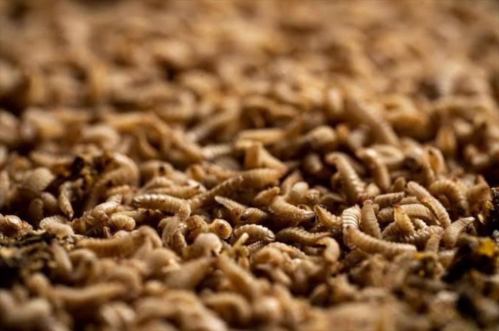 Innovafeed và Protix đẩy mạnh sản xuất protein côn trùng