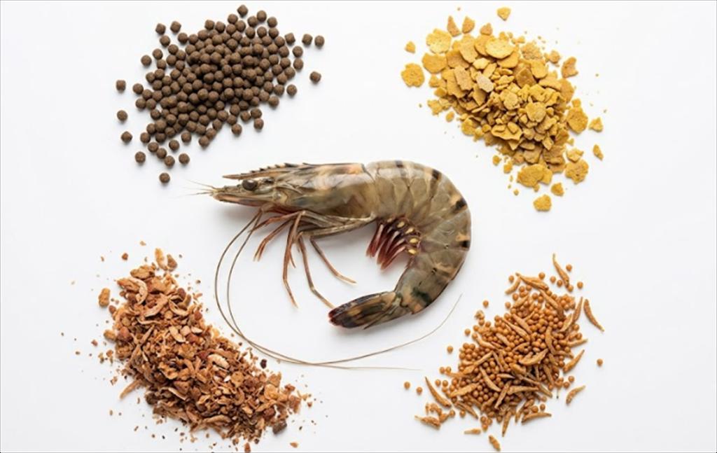 EnviroZyme ra mắt phụ gia giảm nguy cơ nhiễm Vibrio trong nuôi thủy sản