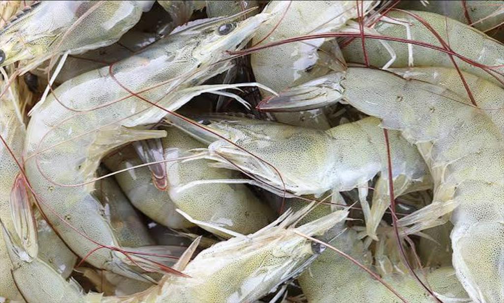 Ấn Độ lập kỷ lục xuất khẩu tôm trong tháng 7