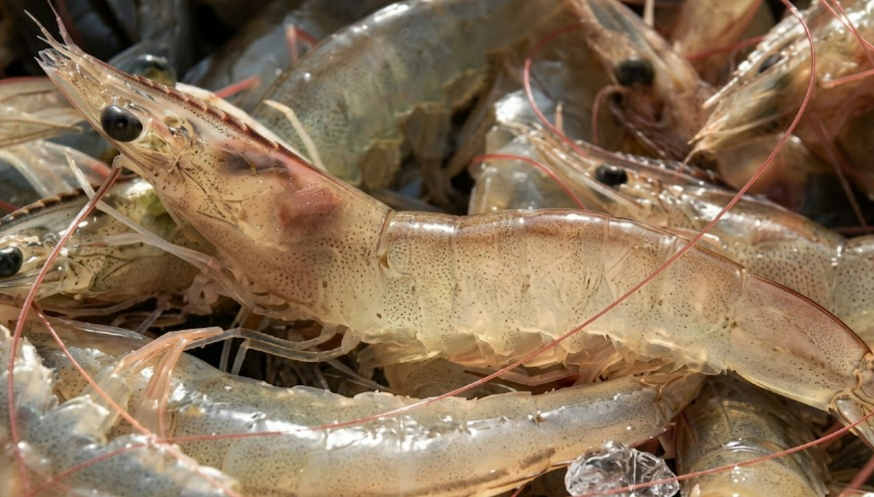 Vietnam’s shrimp exports to the EU opportunities remain as the market shifts 