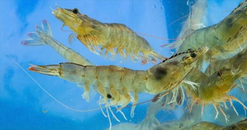 Việt Úc giới thiệu công nghệ gen và giống tôm tại Responsible Seafood Summit 2026