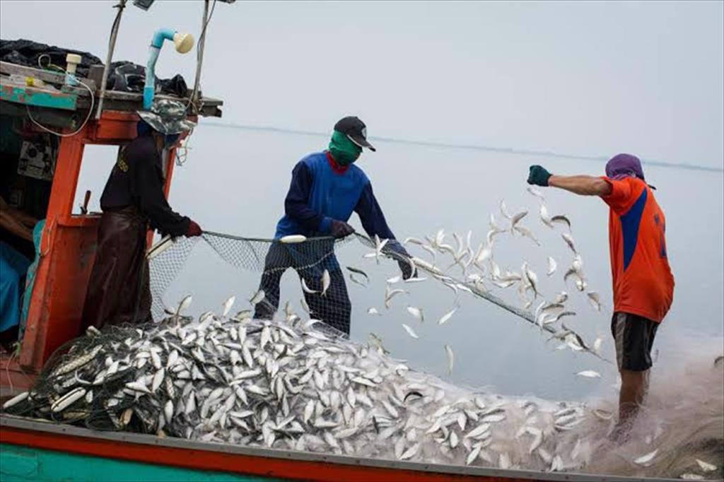 Quỹ Ocean Stewardship kêu gọi các dự án phát triển thủy sản bền vững