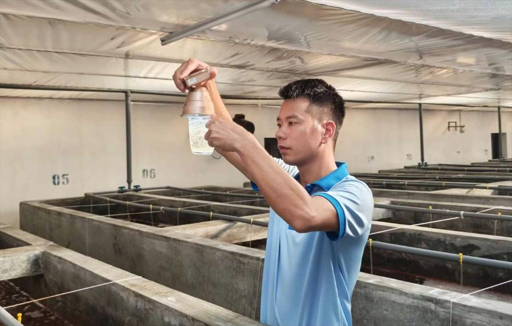 Việt Úc Quảng Ninh ứng dụng công nghệ giống nâng hiệu quả nuôi tôm