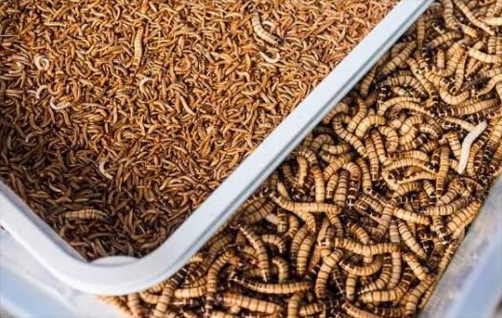 Protein côn trùng chưa thể thay thế bột cá về giá