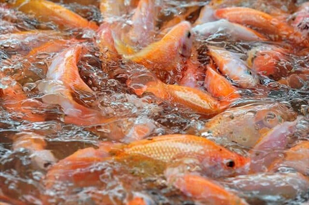 Đà Nẵng hỗ trợ nuôi cá diêu hồng lồng bè, tạo sinh kế từ lòng hồ Sông Tranh 2